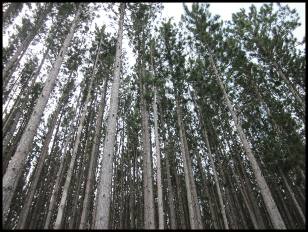 Photo of trees